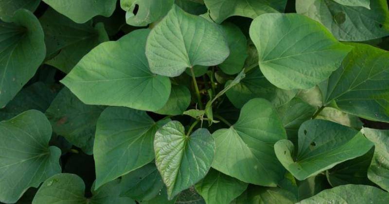 Pinterest/garden.eco